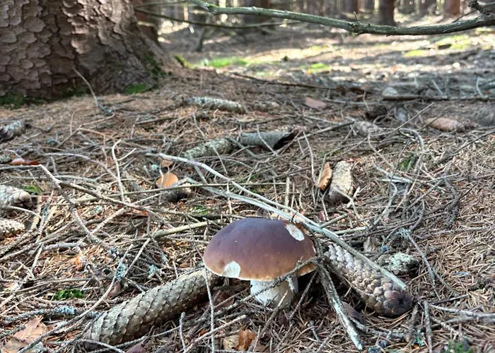 דירה Powiew Karkonoszy *