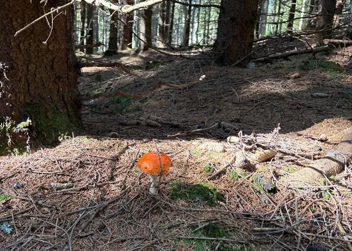 Powiew Karkonoszy דירה *