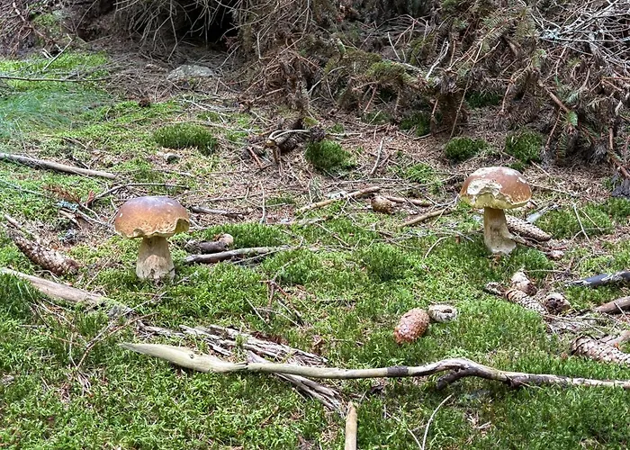 דירה Powiew Karkonoszy קובארה